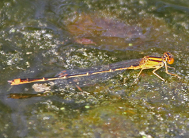 Orange Bluet